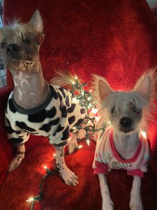 Photo of two Chinese Crested puppies, Sir Punk Nugget and Cleopatra "Cleo."