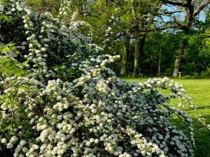 The above photo is of a bush with white flowers taken outside of my house.