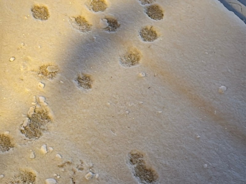 Snow prints on a cold winter&nbsp;night